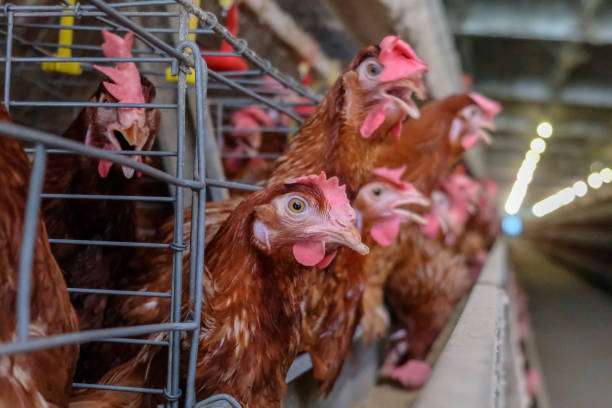 istock Layer Chickens Farming with blur some chicken 1057218796