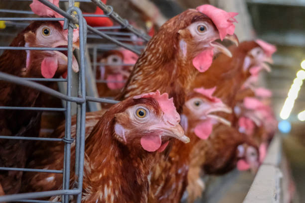 istock Layer Chickens Farming with blur some chicken 1057218812