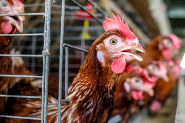 istock Layer Chickens Farming with blur some chicken 1057218838