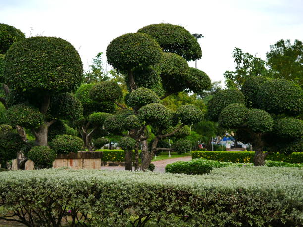istock Green topiary hedging with thailand public park 1057218856