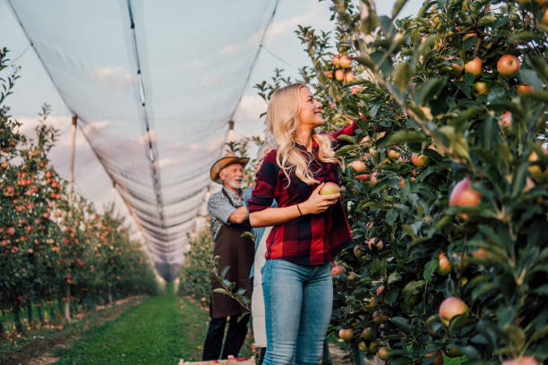 Father and daughter picking up apples