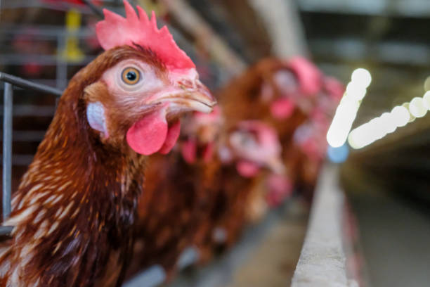istock Layer Chickens Farming with blur some chicken 1057218880