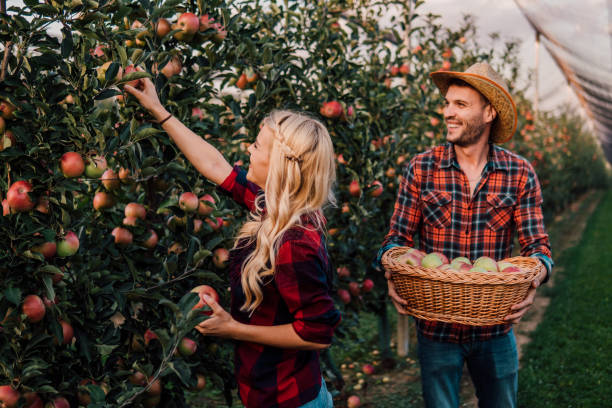 istock Young couple picking apples outdoors 1057218892