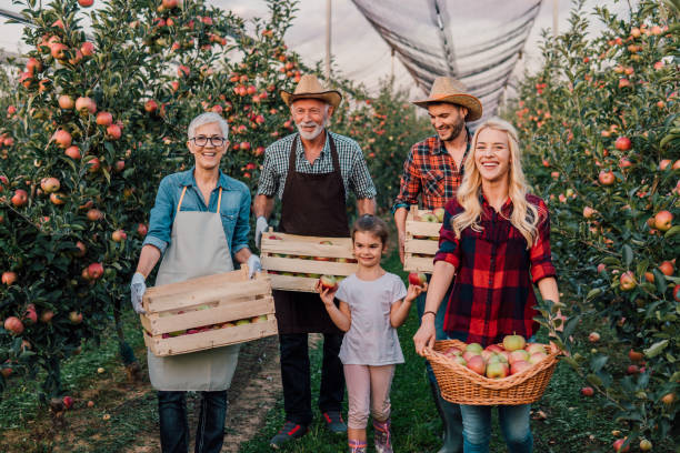 Multi-generation family holding apples in the box Happy big family standing at the apple orchard together, holding boxes of apples the farmer and his wife pictures stock pictures, royalty-free photos & images
