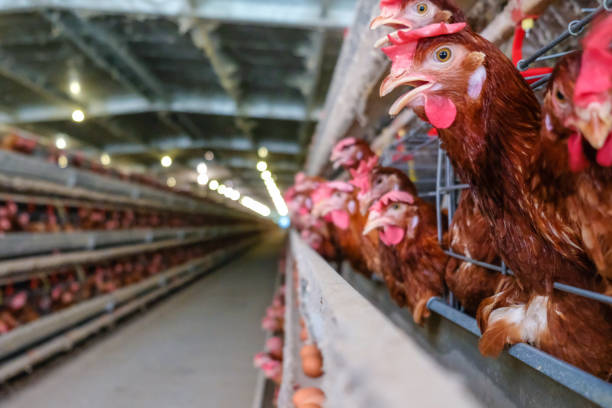 istock Layer Chickens Farming with blur some chicken 1057219074
