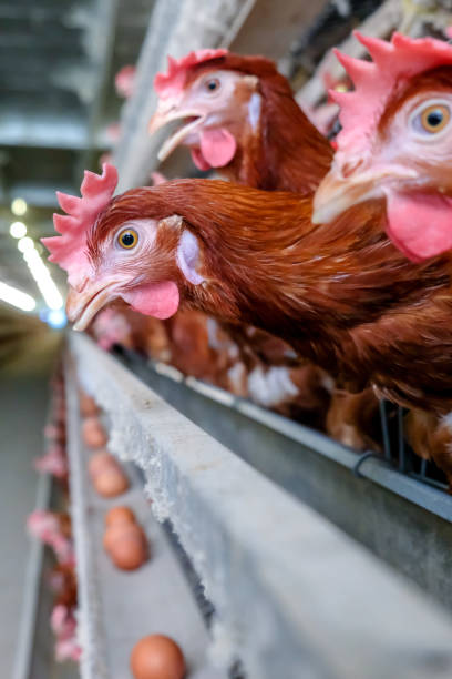 istock Layer Chickens Farming with blur some chicken 1057219118