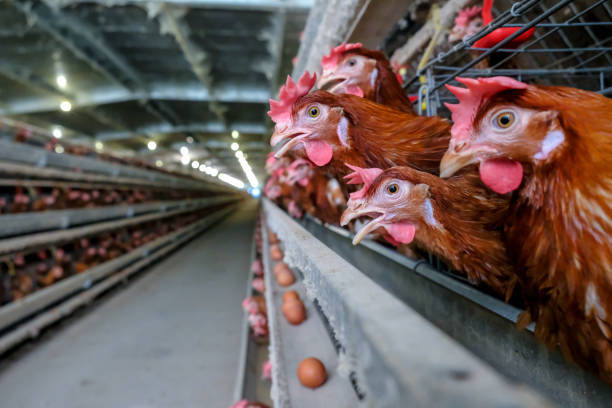 istock Layer Chickens Farming with blur some chicken 1057219172