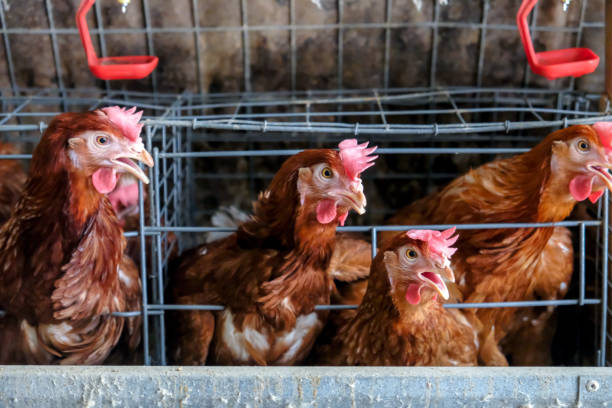 istock Layer Chickens Farming with blur some chicken 1057219186