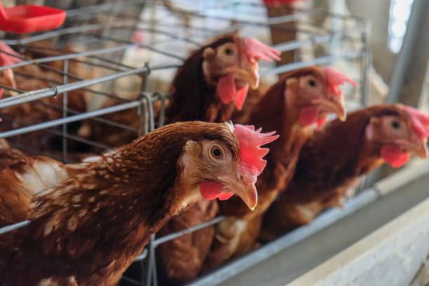 istock Layer Chickens Farming with blur some chicken 1057219242