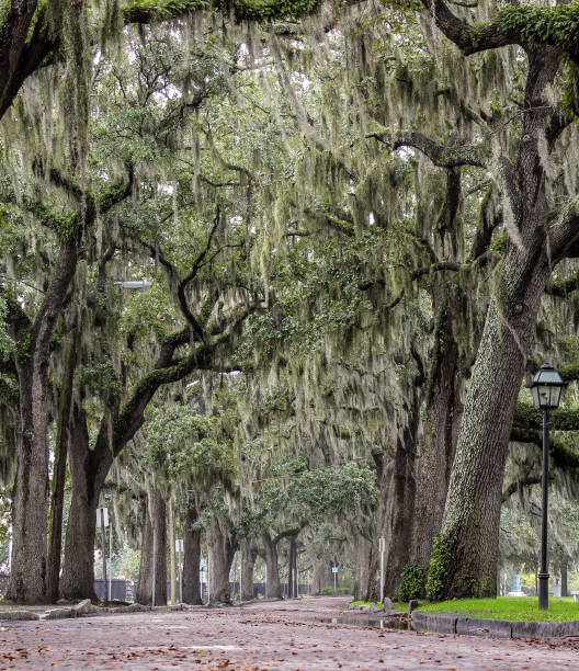 Brick Street and Live Oak Trees with Moss, Savannah GA stock photo
