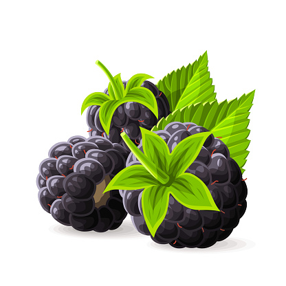 Blackberries with a stem and leaves on white. Vector illustration. No gradients