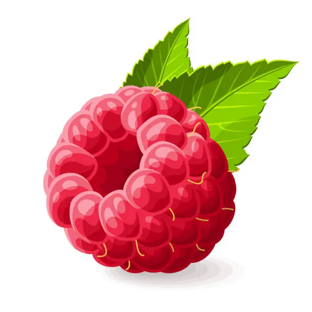 Vector illustration of Raspberry with a leaves on white. Vector illustration. No gradients