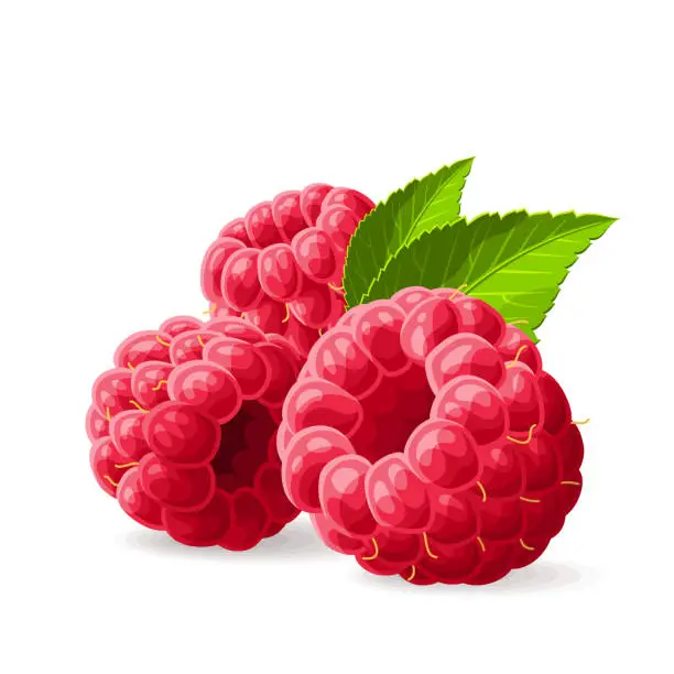 Vector illustration of Raspberries with a leaves on white. Vector illustration. No gradients