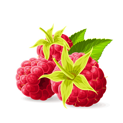 Bata Ng Raspberry Raspberry Dengan Batang Dan Daun Di Atas Putih Ilustrasi Vektor Tidak ...