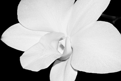 White orchid flower (black and white)