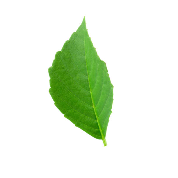 istock Green leaves isolated on a white background 1057225146