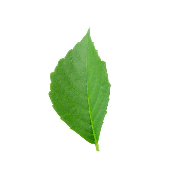 istock Green leaves isolated on a white background 1057225148
