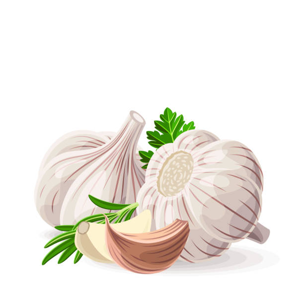 knoblauch, zwei ganze und stücke mit koriander petersilie rosmarin auf weiß. vektor-illustration. keine farbverläufe - clove spice isolated white stock-grafiken, -clipart, -cartoons und -symbole