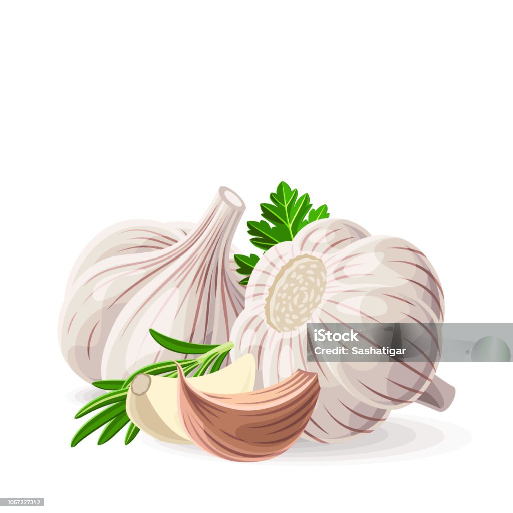 Garlic two whole and pieces with coriander parsley rosemary on white. Vector illustration. No gradients Garlic stock vector