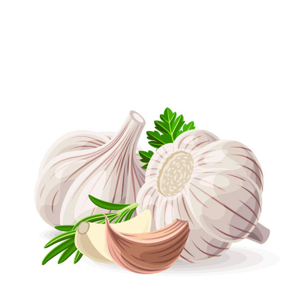 Garlic two whole and pieces with coriander parsley rosemary on white. Vector illustration. No gradients Garlic two whole and pieces with coriander parsley rosemary on white. Vector illustration. No gradients garlic stock illustrations
