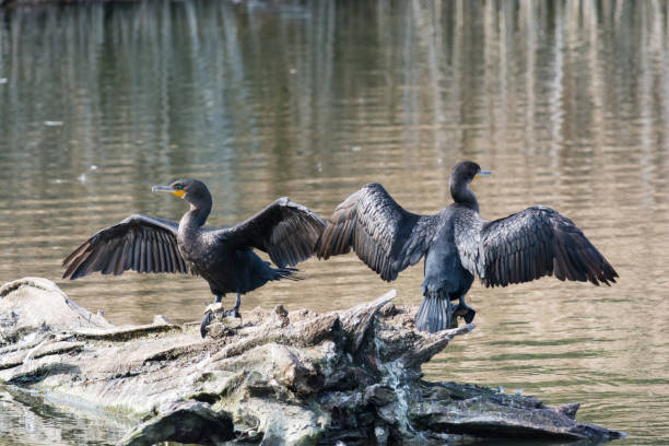 Two double-crested cormorants dry their wings while standing on a log in a pond.