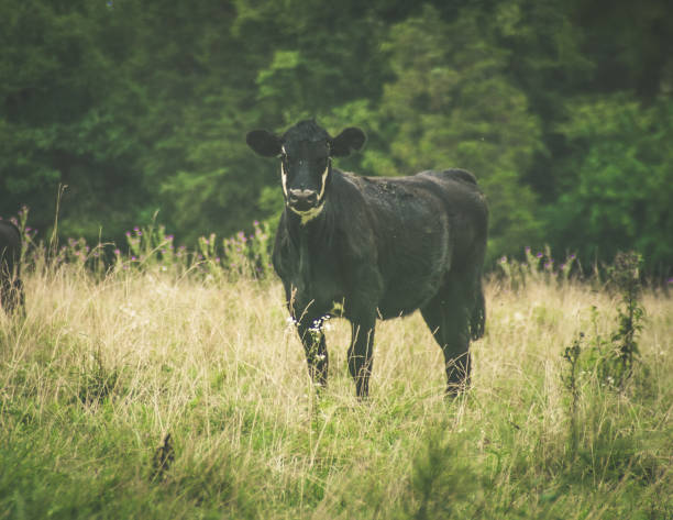 istock Black meat cow standing in pasture eating grass. 1057232994