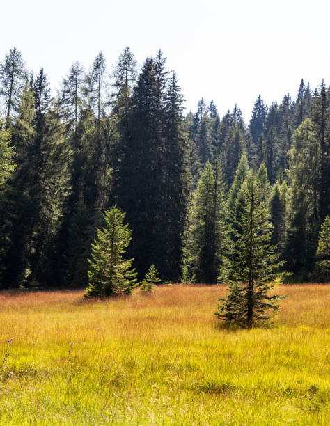 istock Trees in the Alps, Autumn 1057233268
