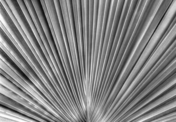 istock Beautiful leaf background in black and white 1057234728