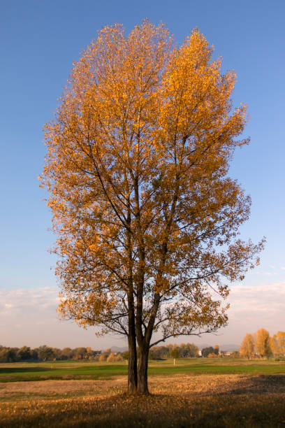 istock colorful trees in autumn landscape in October 1057234814