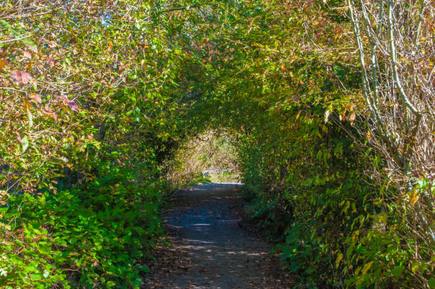 istock Garden Tunnel 1057235022