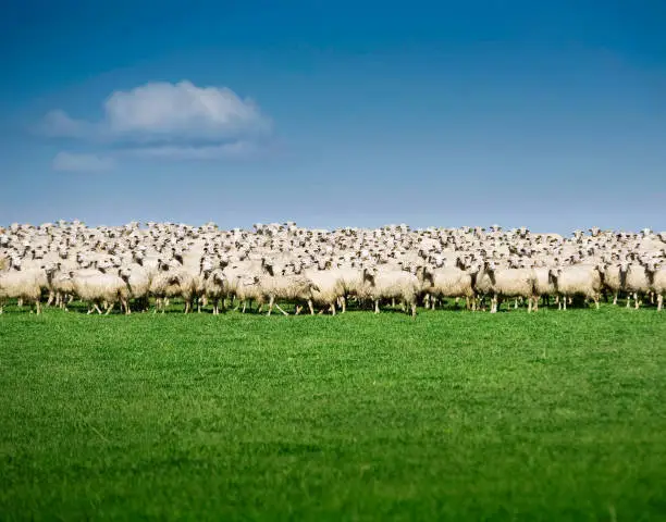 Sheeps flock