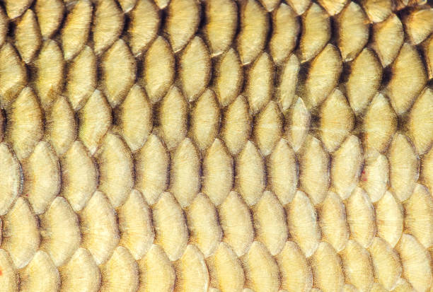istock raw fish. Selective focus. food and drink. 1057237758