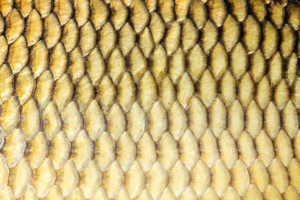 istock raw fish. Selective focus. food and drink. 1057237782