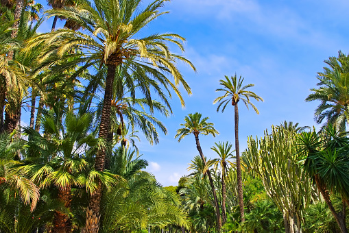 Elche El Palmeral, palm grove near Alicante, Costa Blanca