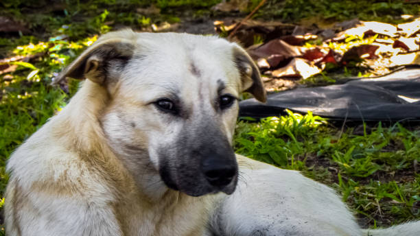 istock Charismatic dog in the field 1057237986