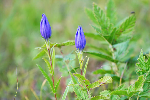 Blue flower campanula meadow on a natural background. Bell flower