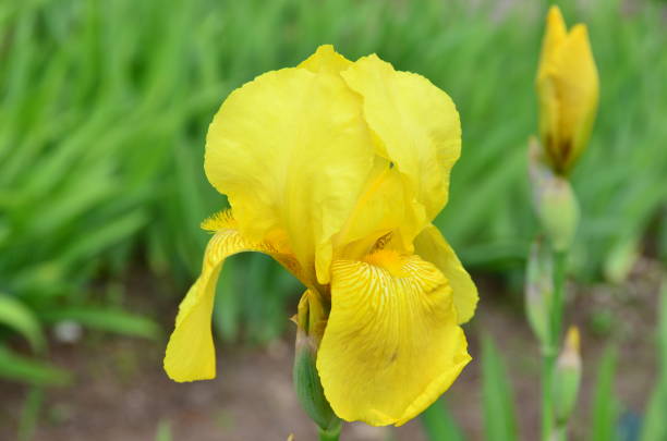 istock Iris is an unusual flower created by nature itself. 1057238500