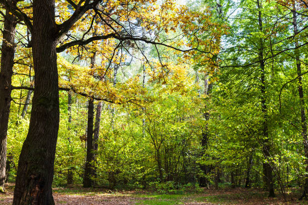 istock oak tree illuminated by sun on meadow in forest 1057239796