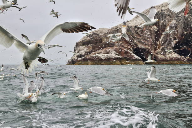 gannets and gulls fighting for fish near bass rock - sea bass imagens e fotografias de stock