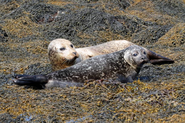 istock A seal and its pup resting near Dunvegan Castle 1057240014