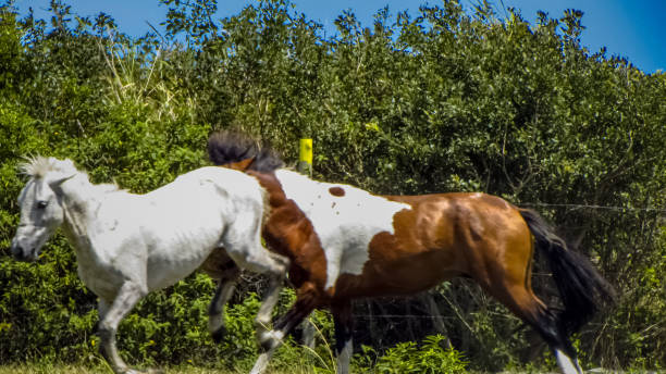 istock Beautiful horses playing on pasture in nature 1057240738