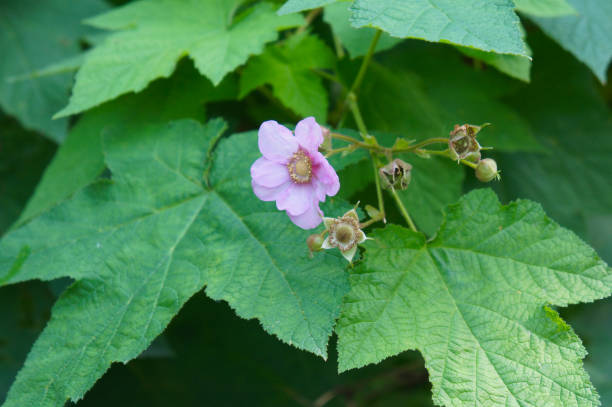 istock Rubus odoratus or purple-flowered raspberry plant 1057241850