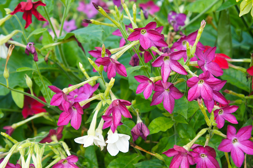 nicotiana alata or jasmine tobacco red and white flowers