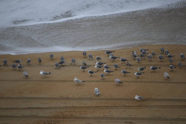 istock A flock of seagulls at the beach 1057243250
