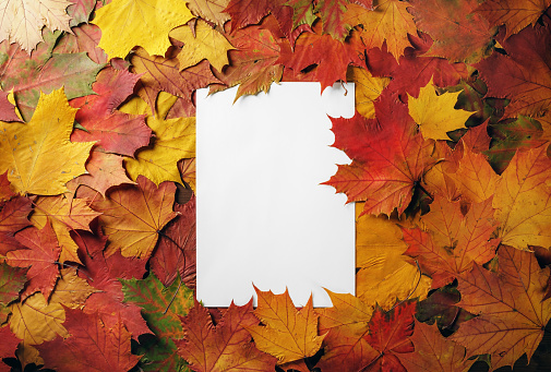 Blank white letterhead on a background of bright autumn foliage. Flat lay.