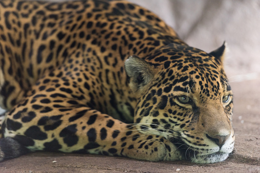 A resting Jaguar