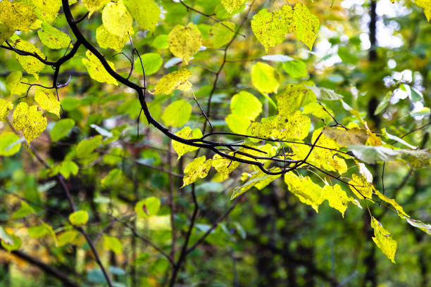 istock green and yellow leaves illuminated by sun 1057249942