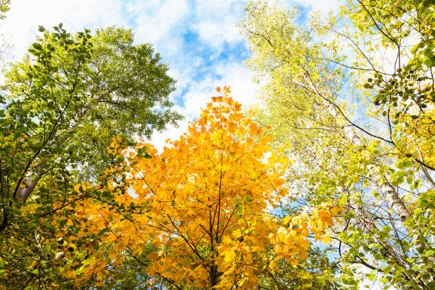 istock tops of aspen, birch, maple, hazel trees in forest 1057250132