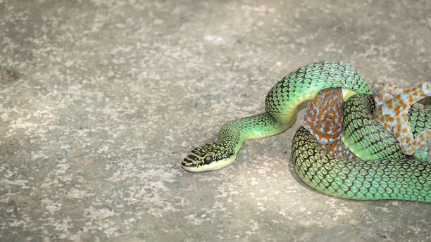 istock Snake hunting kill gecko to eat on ground 1057252018