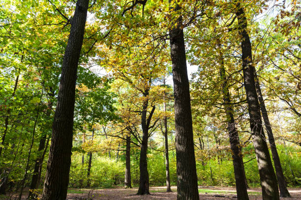 istock oak grove in forest in sunny october day 1057252112